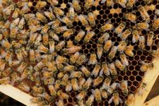 『養蜂大全』（誠文堂新光社）p.90のミツバチの写真