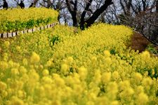 【雑学】福山雅治、北川景子、大谷翔平…誕生花で見る有名人の人となりは？