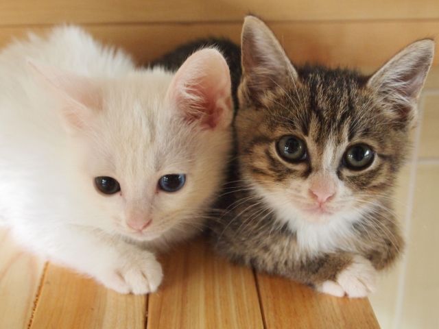 2月22日は「猫の日」 海外でも知られている日本の「猫小説」とは