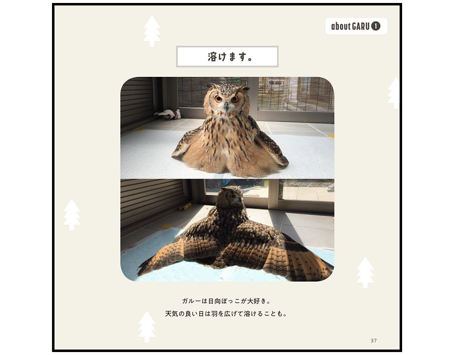 すでに1000万人が癒された!? “フクロウ界のアイドル”が1st写真集をリリース