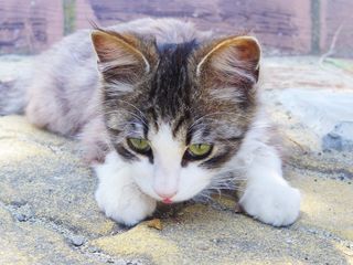 猫ばっかりの島! 宮城県・田代島へ行ってみた