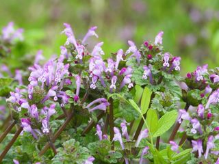 あなたはいくつ知っていますか？身近に見かける花たち