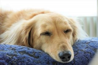 飼い主は「ボス」ではいけない!犬に好かれる飼い方