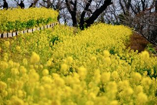 福山雅治、北川景子、大谷翔平…誕生花で見る有名人の人となりは？（＊画像はイメージです）