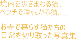 境内を歩きまわる猫、ベンチで寝転がる猫……お寺で暮らす猫たちの日常を切り取った写真集