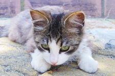 猫ばっかりの島！　宮城県・田代島へ行ってみた