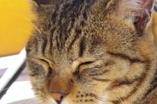 【あの本の舞台へ Vol.2】猫ばっかりの島！　宮城県・田代島へ行ってみた（後編）