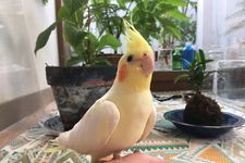 新刊JP編集部員が飼っているオカメインコのウー