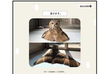 すでに1000万人が癒された！？ “フクロウ界のアイドル”が１ｓｔ写真集をリリース