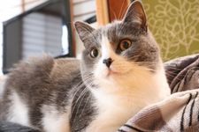 【CAT】「約200語を覚えられる」人間があまり知らない猫の知能