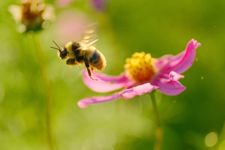 花と虫は騙し合う！その不思議で奥深い関係とは？（＊画像はイメージです）