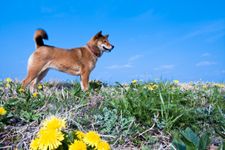 犬年ではなく「戌年」と書くのはなぜ？（＊画像はイメージです）