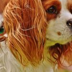 突然死んだ飼い主のおじいさんを想い続ける犬に感動。犬は飼い主を忘れない
