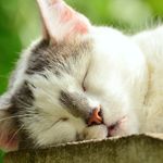 このネコのようになっていませんか？