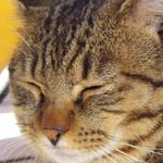 【あの本の舞台へ Vol.2】猫ばっかりの島！　宮城県・田代島へ行ってみた（後編）