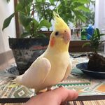 新刊JP編集部員が飼っているオカメインコのウー