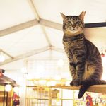 江戸版猫カフェ？！モフモフの癒し空間「江戸ねこ茶屋」が超フォトジェニック！