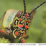 『世界でいちばん変な虫』（草思社刊）p.8より引用