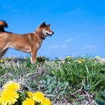 犬年ではなく「戌年」と書くのはなぜ？（＊画像はイメージです）