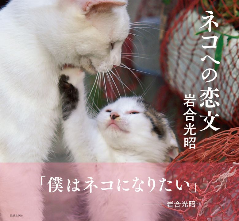 ネコ好きから圧倒的人気の動物写真家 岩合光昭のネコ写真集が最高すぎる ガジェット通信 Getnews