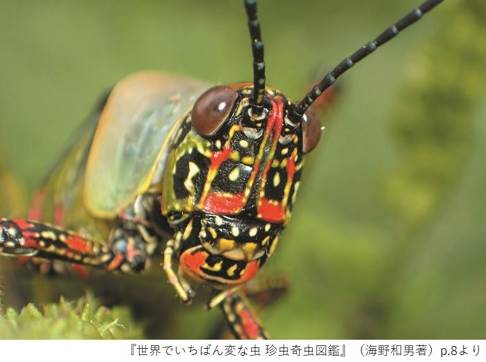仮面のような顔で自分をアピールするバッタ なぜそんな配色を マピオンニュース