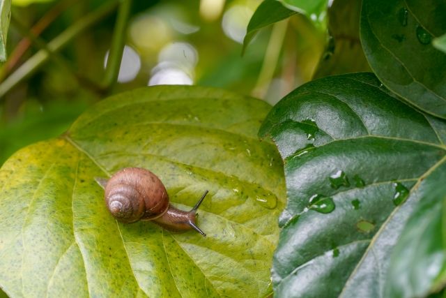 カタツムリにナメクジ　知っていそうで知らない陸貝の意外な生態