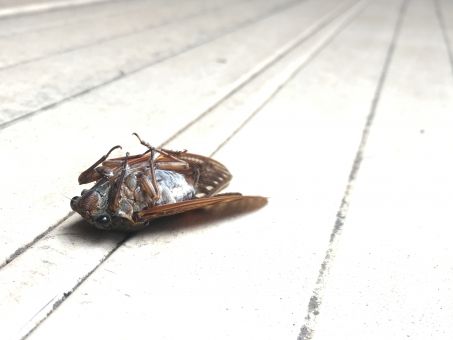 死にかけのセミ の怖さと セミファイナルかどうかの見分け方 新刊jp 死にかけのセミ の怖さと セミファイナルかどうかの見分け方 新刊jp
