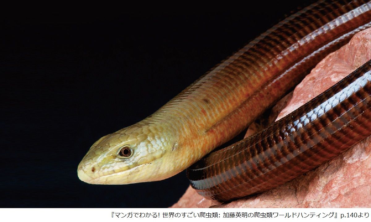 ジブリ映画の聖地 で手足のないトカゲが好かれている理由とは 新刊jp ジブリ映画の聖地 で手足のないトカゲが好かれている理由とは 新刊jp