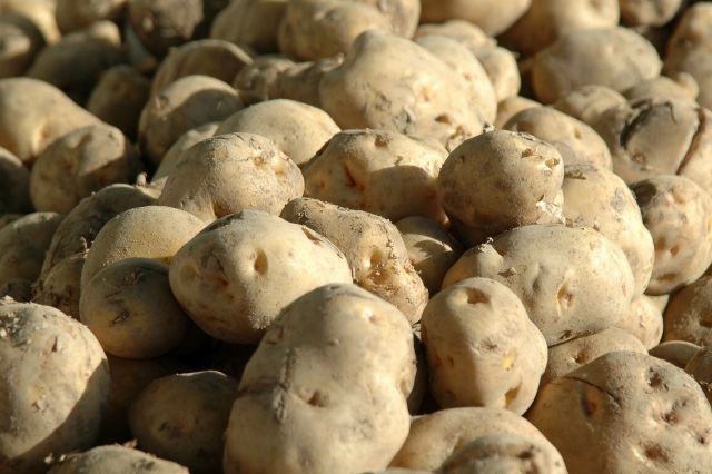 ジャガイモ食中毒の9割は学校菜園で起こる その意外な理由とは 新刊jp ジャガイモ食中毒の9割は学校菜園で起こる その意外な理由とは 新刊jp