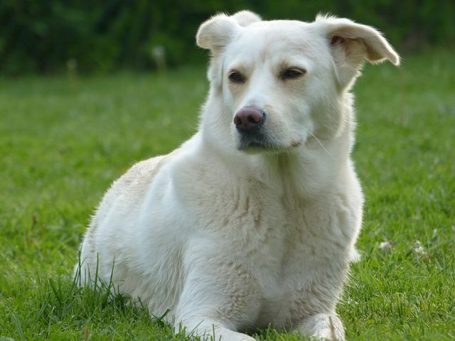 突然死んだ飼い主のおじいさんを想い続ける犬に感動 犬は飼い主を忘れない 新刊jp 突然死んだ飼い主のおじいさんを想い続ける犬に感動 犬は飼い主を忘れない 新刊jp