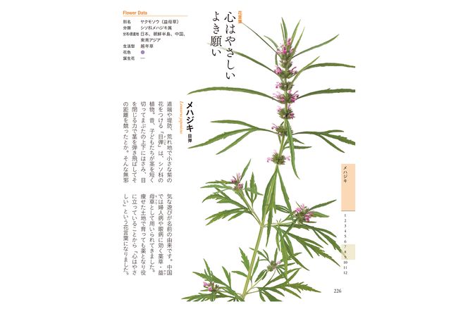 あなたはいくつ知っていますか 身近に見かける花たち ちいさな花言葉 花図鑑 野の花 道の花編 Bookウォッチ あなたはいくつ知っていますか 身近に見かける花たち ちいさな花言葉 花図鑑 野の花 道の花編 Bookウォッチ