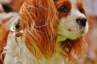 突然死んだ飼い主のおじいさんを想い続ける犬に感動 犬は飼い主を忘れない 新刊jp