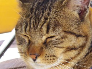 【あの本の舞台へ Vol.2】猫ばっかりの島! 宮城県・田代島へ行ってみた(後編)
