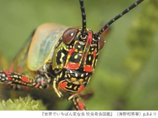 『世界でいちばん変な虫』(草思社刊)p.8より引用