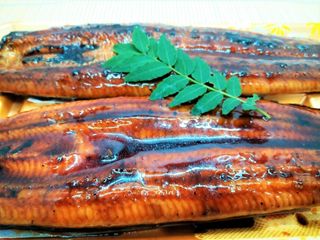 3000キロの旅の末に捕獲され食べられる 絶滅危機のウナギの生涯(*画像はイメージです)