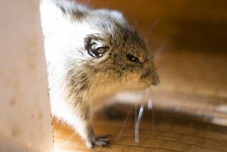 笑い声をあげて、孤独にストレスを感じる…人間そっくりなネズミの生態(＊画像はイメージです)