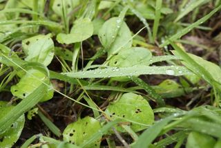 踏まれた足まで利用する！人間が参考にしたい雑草のしぶとすぎる性質(＊画像はイメージです)