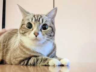 ネコの本当の気持ちわかってますか!?しぐさに隠されたネコの本心(*画像はイメージです)
