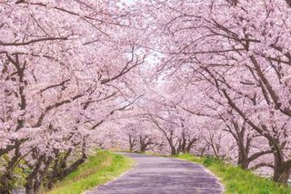 「お花見」に「絵馬」変わりゆく日本の習慣（＊画像はイメージです）