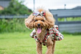 鼻をピーピー鳴らしたら「落ち着かない」のサイン　しぐさからわかる犬の気持ち（＊画像はイメージです）