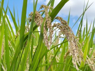 日本の食卓に欠かせない「ごはん」ができるまでの膨大な「手間ひま」（＊画像はイメージです）