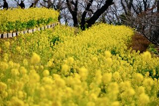 福山雅治、北川景子、大谷翔平…誕生花で見る有名人の人となりは?(*画像はイメージです)